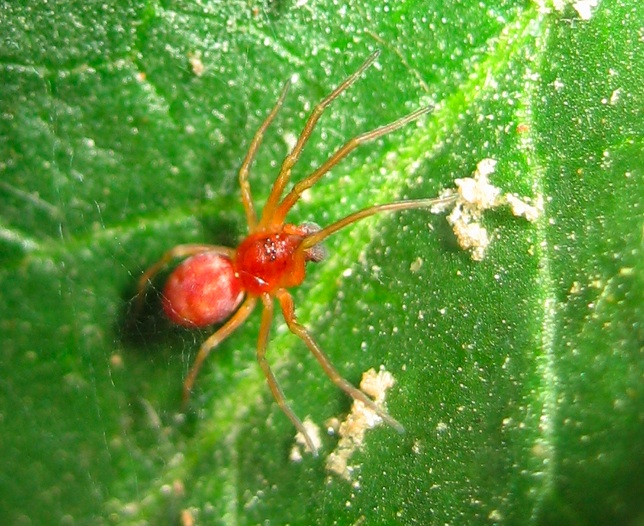 Ragnetto rosso: Nigma sp.